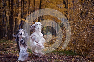 Dogs, two beautiful Afghan hounds