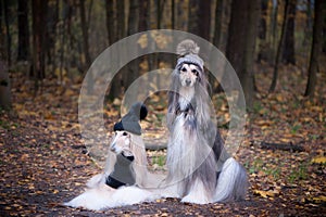 Dogs, Two funny, very cute Afghan hounds