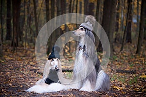 Dogs, Two funny, very cute Afghan hounds hats