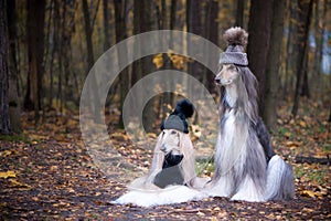 Dogs, Two funny, very cute Afghan hounds hats