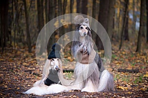 Dogs, Two funny, very cute Afghan hounds hats and scarves