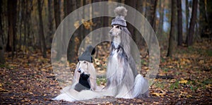 Dogs, Two funny, very cute Afghan hounds hats and scarves