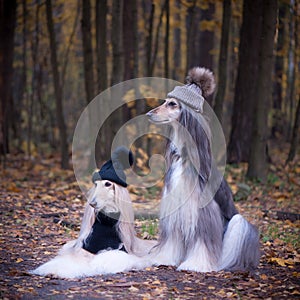 Dogs, Two funny, very cute Afghan hounds hats and scarves on the background of the forest