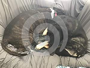 Dogs two papasan 2185