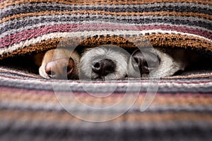 Dogs under blanket together