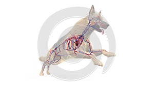 a dogs vascular system