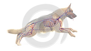 A dogs vascular system