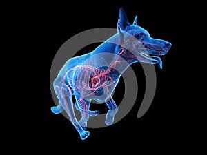A dogs vascular system
