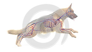 A dogs vascular system