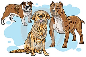 Dogs Vector Cartoon Drawing Set Collection. Bulldog, Golden Retriever, Pitbull Illustration