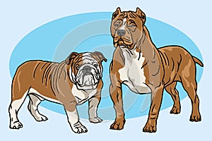 Dogs Vector Cartoon Drawing Set Collection. Bulldog and Pitbull Illustration