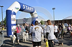 Dogs wait for race start