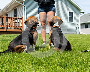 Dogs waiting in anticipation.