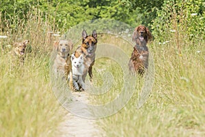 Dogs waiting for command