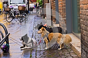 Dogs waiting for their masters in front of shop, city of Ferrara