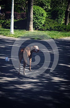 Dogs for a walk in Morarilor Park