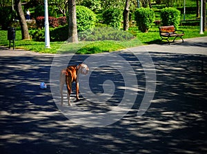 Dogs for a walk in Morarilor Park