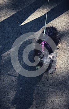 Dogs for a walk in Morarilor Park