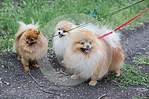 Dogs for a walk in the spring forest joyfully walk in warm weather