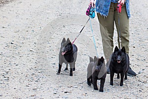 Dogs for a walk in the spring forest joyfully walk in warm weather