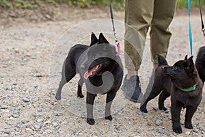 Dogs for a walk in the spring forest joyfully walk in warm weather