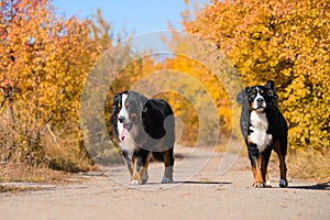 Dogs are walking along  road, breed Berner Sennenhund, against the background of an autumn yellowing forest