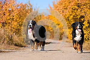 Dogs are walking along  road, breed Berner Sennenhund, against the background of an autumn yellowing forest