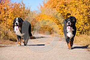 Dogs are walking along  road, breed Berner Sennenhund, against the background of an autumn yellowing forest