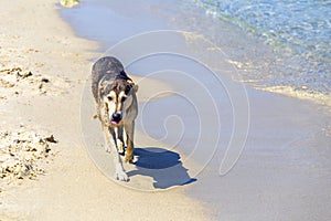 Dogs walking on the sea beach