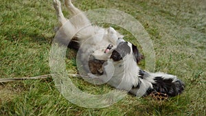 Dogs wallow green grass sunny day close up. Husky playing with white black pet.