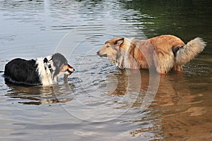 Dogs in water