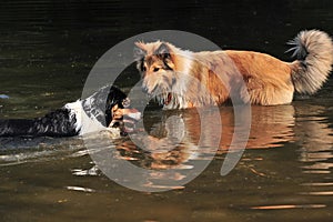 Dogs in water