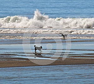 Dogs in the Water at the Beach