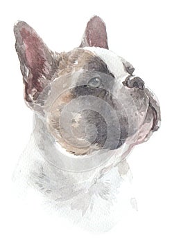 Dogs water colour 004