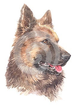 Dogs water colour 010
