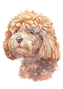Dogs water colour 012