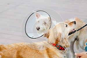 Dogs wearing a protective Elizabethan collar after surgery