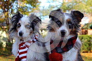 Dogs Wearing Winter Scarves