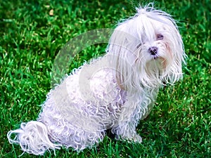 Dogs: White on a green background