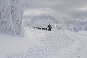 With dogsled on the comb Orlicke Hills