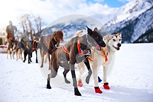 Dogsled race on snow in winter