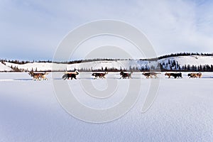 Dogsled team of siberian huskies out mushing