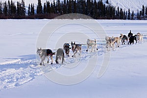 Dogsled team of siberian huskies out mushing
