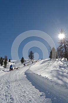 Dogsled on the trail