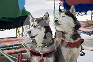 dogsledding