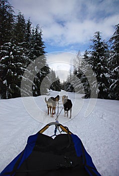 Dogsledding in Callaghan Valley, BC