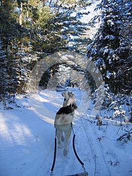 Dogsledding in the deep forest - Quebec