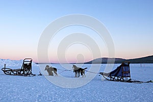 Il Team di cani da slitta sfruttato ad una slitta pronto a poltiglia tutta un lago ghiacciato al tramonto.