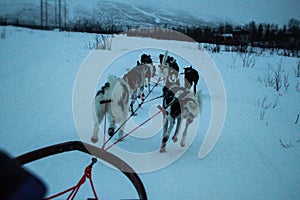 Dogsledding in the Sami People region of Abisko National Park in Sweden and Norway