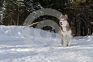 Dogsledding in a winter landscape in forest with husky dog